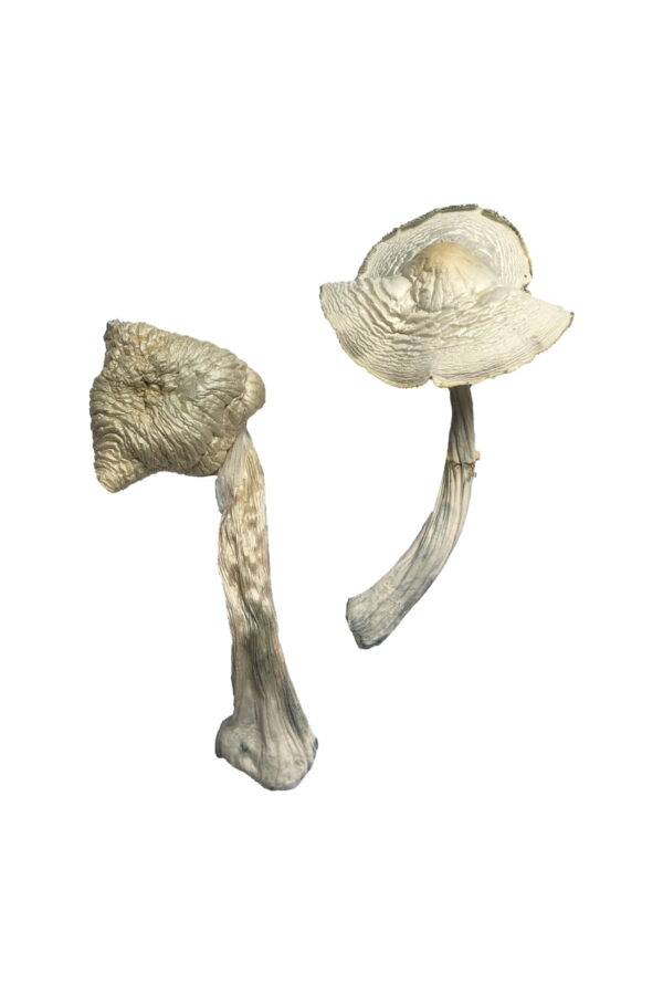 Koop Albino Louisiana