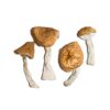 Koop Burmese Magic Mushroom