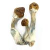 Koop Golden Mammoth