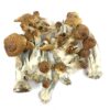 Koop Golden Mammoth