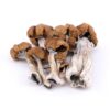 Koop Golden Teacher Magic Mushroom