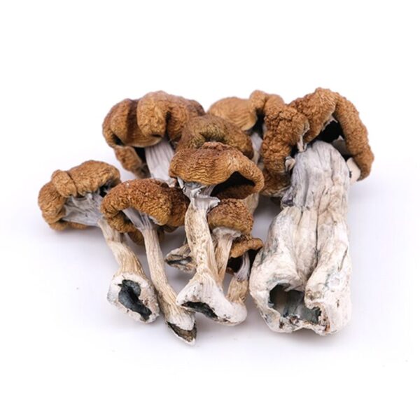 Koop Golden Teacher Magic Mushroom