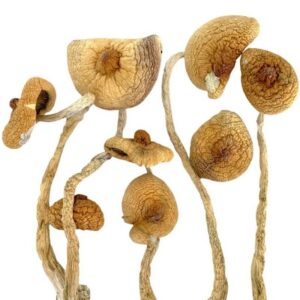 Koop Golden Teacher Magic Mushroom