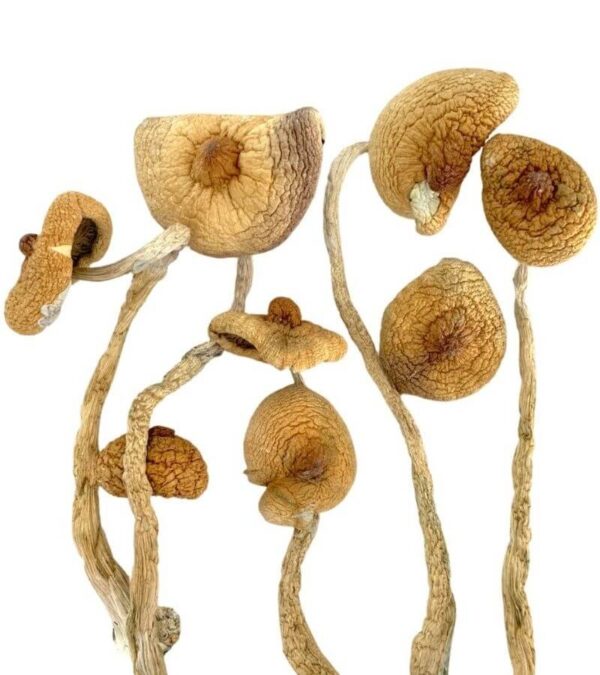 Koop Golden Teacher Magic Mushroom