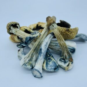 Koop Ecuadorian Tri Colour Magic Mushroom