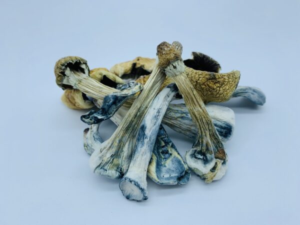 Koop Ecuadorian Tri Colour Magic Mushroom
