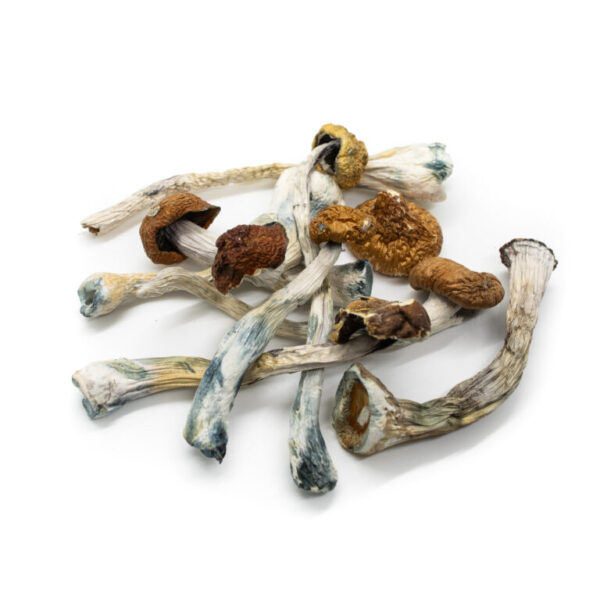 Koop Jedi Mind Fuck Magic Mushroom