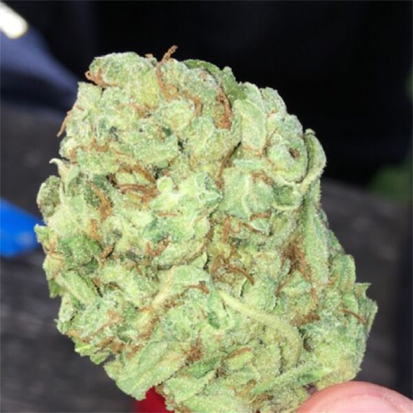 Koop Super Lemon Haze